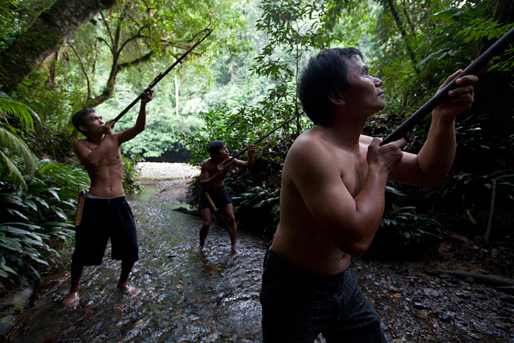 Sultanat de Brunei. Ibans. Partie de chasse.  Pascal Meunier