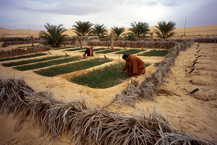 Algeria. El Oued. Harvest in the Sahara