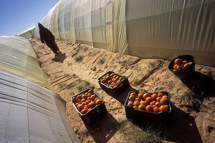 Algeria. El Oued. Greenhouses of the desert