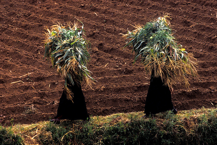 Yemen. Tihamah. Women farmers working